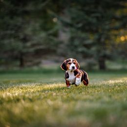 Boy 2 - Tri-colored male Drever puppy in Yelm, Washington from Cedarhollow