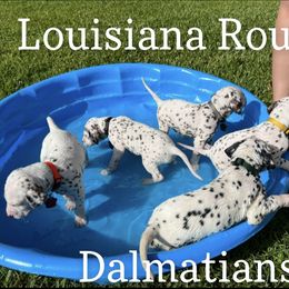 Dalmatian Puppies from Louisiana Roux Dalmatians