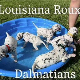 Dalmatian Puppies from Louisiana Roux Dalmatians