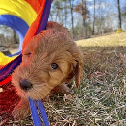 Goldendoodle Puppies from Loving Hearts Goldendoodles