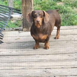Coco - Dachshund