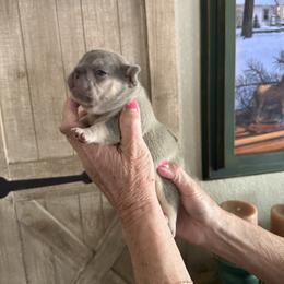 Pink collar girl - Blue female French Bulldog puppy in Golden, Missouri from Baxa Frenchie’s