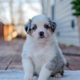 Australian Shepherd Puppies from FireHart Aussies