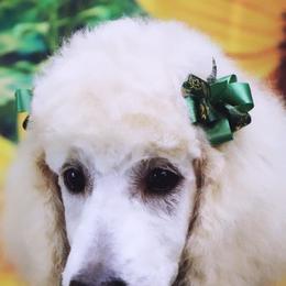 Poodle Puppies from Barbi's Standards