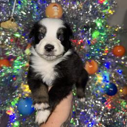 Diesel - Black tri male Miniature Australian Shepherd puppy in Angleton, Texas from 4LH Australian shepherds