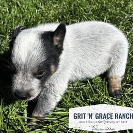 Willow - Blue female Australian Cattle Dog puppy in Atwood, Kansas from Grit ‘n’ Grace Ranch