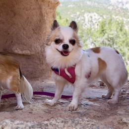 Chihuahua All Grown Up from Rockstar Chihuahuas