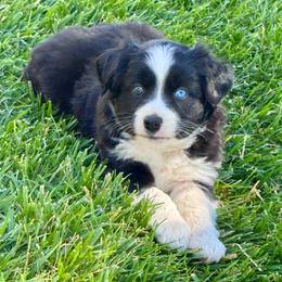 Inky - Black & white male Miniature Australian Shepherd puppy in California from Eagle River Aussies