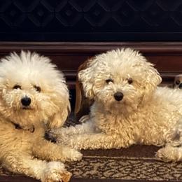 Bichon Frise puppies from BichonSTL