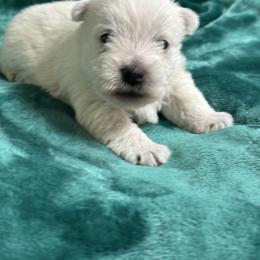 Girl 1 - White female West Highland White Terrier puppy in Scurry, Texas from Karen Williams's West Highland White Terriers