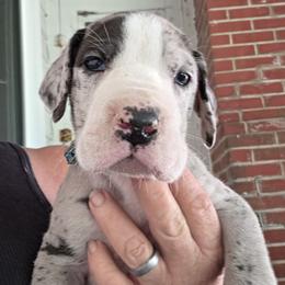 MERLE MANTLE MALE - Mantle merle male Great Dane puppy in Hickman, Kentucky from Tidal Wave Danes
