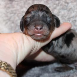 Dapple girl number 1 - Dapple female Dachshund puppy in Stockton, California from Wiggles & Wags Dachshund's