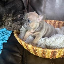 Gertie - Fawn female French Bulldog puppy in Billings, Montana from Yellowstone Frenchies