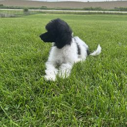Bernedoodle, Goldendoodle, and Poodle Puppies from Country View Bernedoodles and Goldendoodles