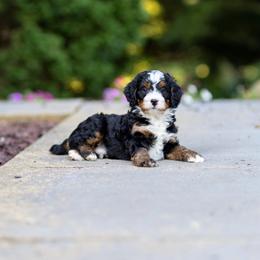 Beau - Tri-color male Bernedoodle puppy in Narvon, Pennsylvania from CBKB Bernedoodle’s