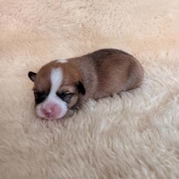 Girl 1 - female Pembroke Welsh Corgi puppy in Drain, Oregon from Sunnydale Corgis