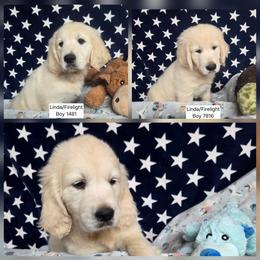 Linda Boy 3 - Light golden male Golden Retriever puppy in Niles, Michigan from Composer Goldens