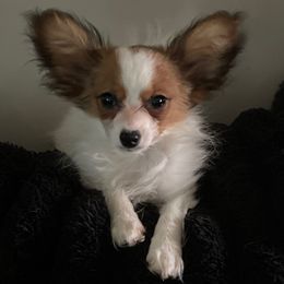 Speedy - Red white and sable male Papillon puppy in Bradyville, Tennessee from Pinnacle Papillons