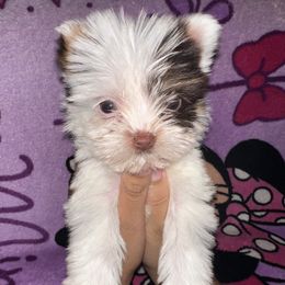 Yorkshire Terrier Puppies from K's Luxurious Yorkies