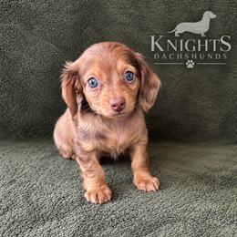 Fancy 4,000 - Dapple female Dachshund puppy in Brandon, Florida from Knights Dachshunds