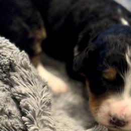 Aussiedoodles, Australian Mountain Doodles, Bernedoodles, and Miniature American Shepherds from Rose Creek Mini Aussies and doodles