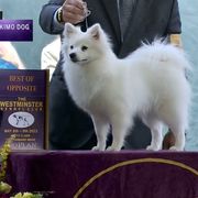 Hermione - American Eskimo Dog
