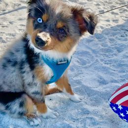 "Jade" Miniature Australian Shepherd and Toy Australian Shepherd Puppies from Rye Hill Aussies
