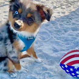 "Jade" Miniature Australian Shepherd and Toy Australian Shepherd Puppies from Rye Hill Aussies