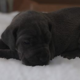 Shadow - Blue female Great Dane puppy in Leonard, Texas from Rising Star Kennels