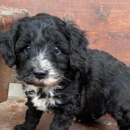 Pink - Black and white male Aussiedoodle puppy in Spring Hill, Tennessee from Duke's Mini & Toy Australian Shepherds & Aussiedoodles