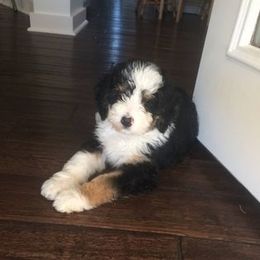 Bernedoodle Puppies from Natchez Trace Doodles