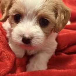 Cavachon and Maltese Puppies from Wendy’s Maltese & Cavamalts of Virginia