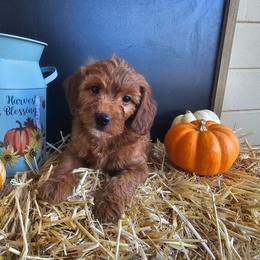 Cinnamon Sticks - Red  male Goldendoodle puppy in Daytona Beach, Florida from Beach Doodles