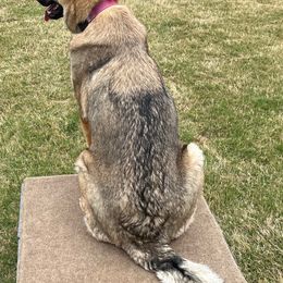 German Shepherd All Grown Up from A2 German Shepherd Dogs