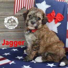 Jaggar - Sable male Bernedoodle puppy in Heyworth, Illinois from Cobble Creek Puppies