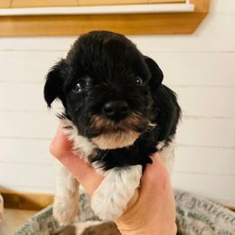 Black parti 1 - Parti female Miniature Schnauzer puppy in Malvern, Arkansas from Deep South Miniature Schnauzers