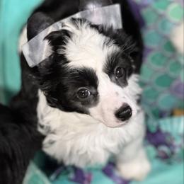 Squid - Black and white female Chinese Crested puppy in New Smyrna Beach, Florida from FronkLinn Kennel