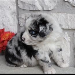 Australian Shepherd Puppies from Storm and Sage Australian Shepherds