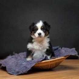 Tullamore - Black tri-color female Australian Shepherd puppy in Grand Junction, Colorado from Niyu Aussies