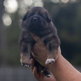Olive Green Collar - Sable male German Shepherd puppy in Prospect, Connecticut from Di Massimo Canile