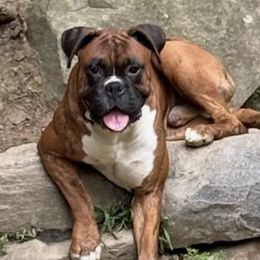 Ruger - Boxer