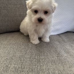 Max - White male Maltese puppy in Dallas, Texas from Lizeth's Pups