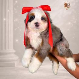 Spirit - Blue merle female Bernedoodle puppy in Canton, Georgia from Teddy Puppies