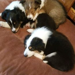 Shetland Sheepdog Puppies from Andrew Spiegel