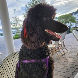 Reba - Poodle