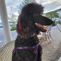 Reba - Poodle