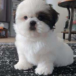 HANK - Brindle and white male Shih Tzu puppy in Las Vegas, Nevada from Beirin Breige Shih Tzus