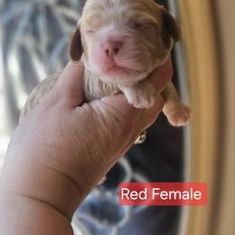 Red Female - Red and white female Cockapoo puppy in Mocksville, North Carolina from Hunting Creek Farm & Kennel