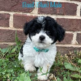 Basil - Black and white male Shichon puppy in De Pere, Wisconsin from Kinzor Kennels