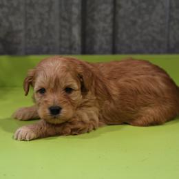 Kelly - Cream male Whoodle puppy in West Bend, Iowa from Blue Skies Terriers